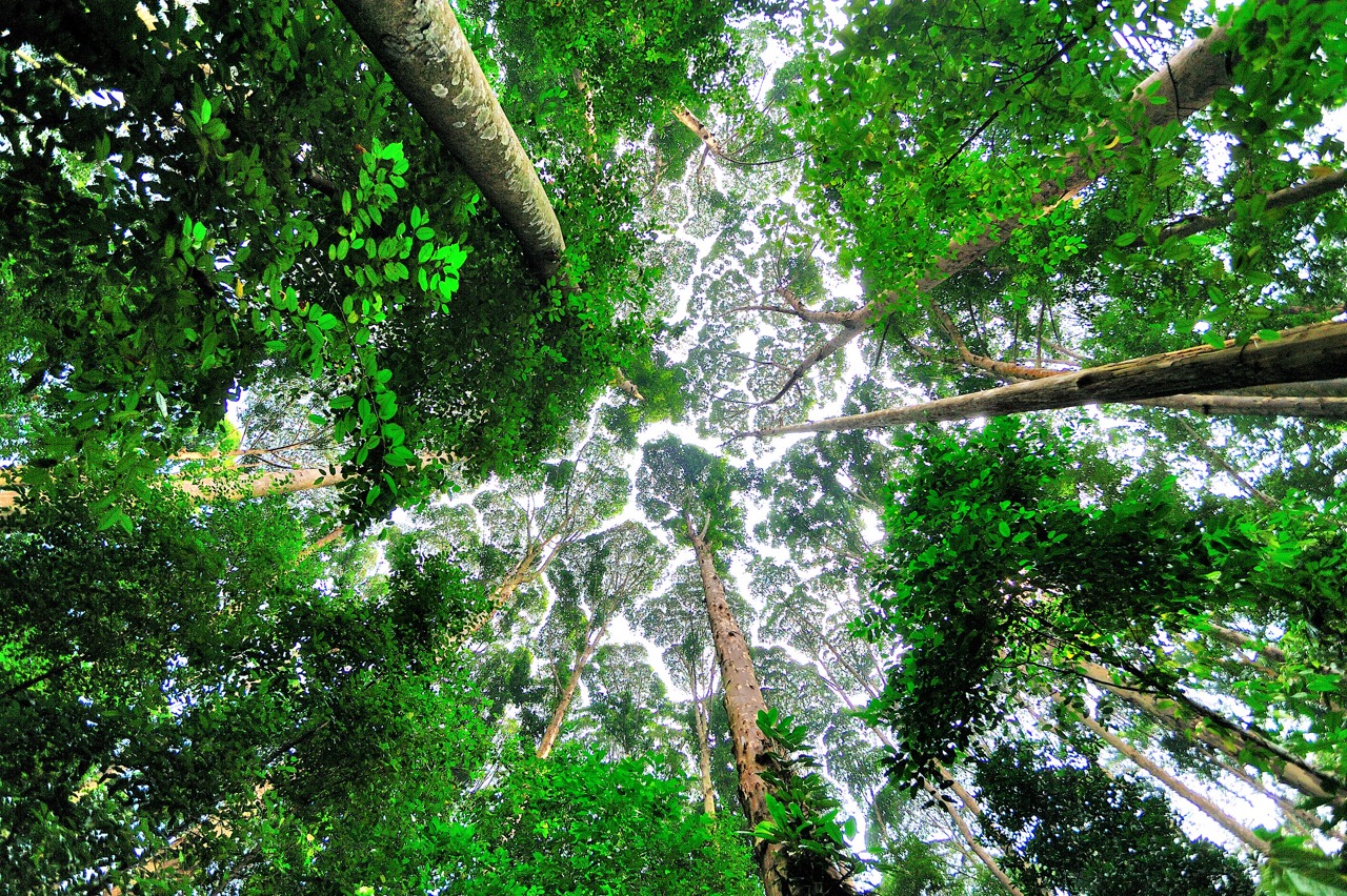 Net buiten de Maleisische hoofdstad Kuala Lumpur ligt een een groene oase en voorbeeld van ecologische restauratie: de Forest Research Institute Malaysia (FRIM). Waar ooit kale tinmijnvelden lagen, vind je nu een dicht tropisch bos vol zeldzame dipterocarpen.