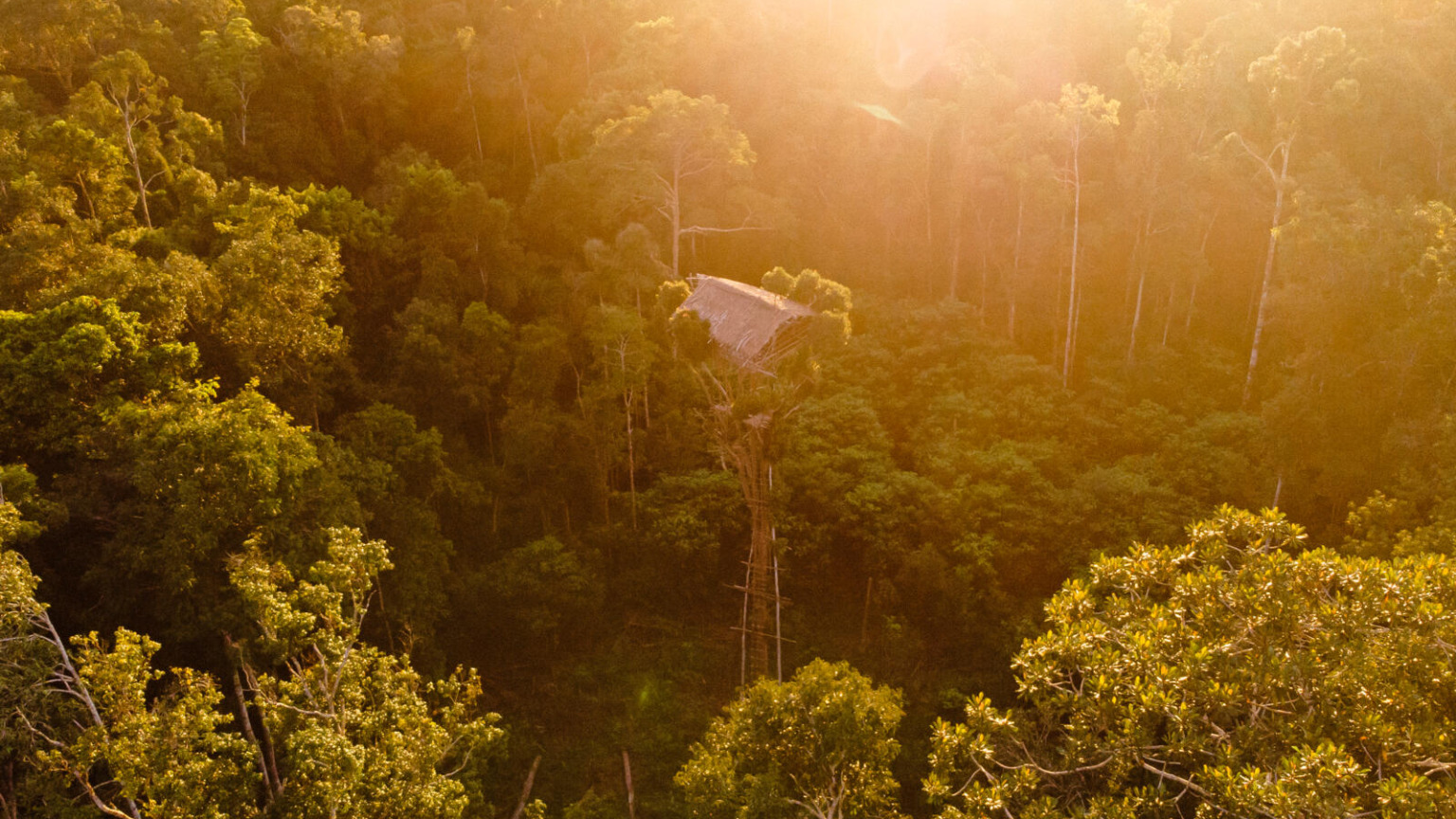 De Korowai leven in het dichte regenwoud van West-Papoea en staan bekend om hun huizen op hoge palen – soms tot wel veertig meter boven de grond.