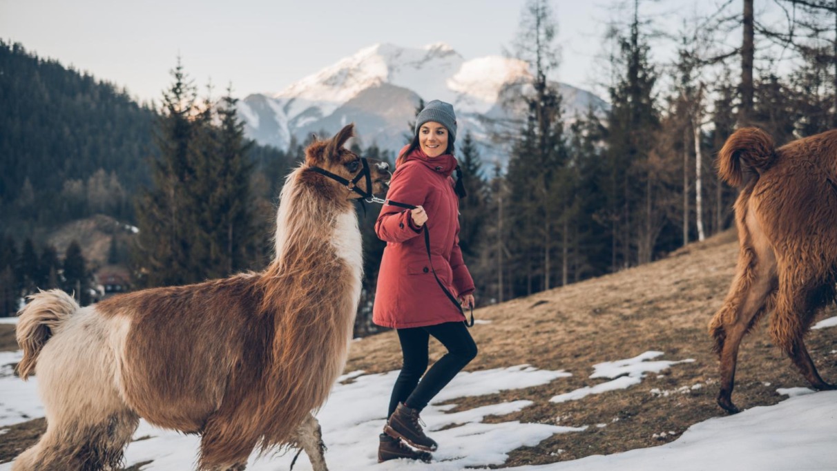 Vrouw wandelt met een lama door de besneeuwde natuur van de Tiroler Zugspitz Arena met uitzicht op de Zugspitze