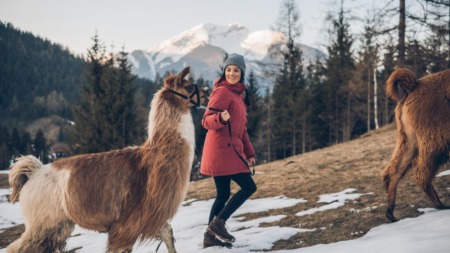 Vrouw wandelt met een lama door de besneeuwde natuur van de Tiroler Zugspitz Arena met uitzicht op de Zugspitze