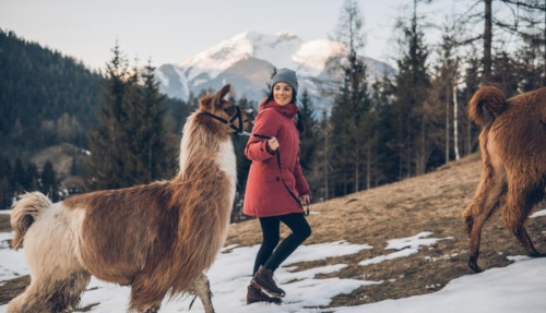Vrouw wandelt met een lama door de besneeuwde natuur van de Tiroler Zugspitz Arena met uitzicht op de Zugspitze