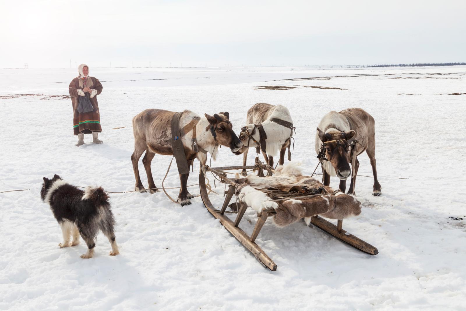 tijdens Sámi vahkku, de Sámi Week die elk jaar in februari in Tromsø plaatsvindt, wordt er uit volle borst gezongen. Ook koop je er Samische producten op een Arctische wintermarkt, proef je bidus (rendierstoofpot), wordt er met lasso’s geworpen en galopperen er rendieren door de straten tijdens het Noors Kampioenschap Rendierracen.