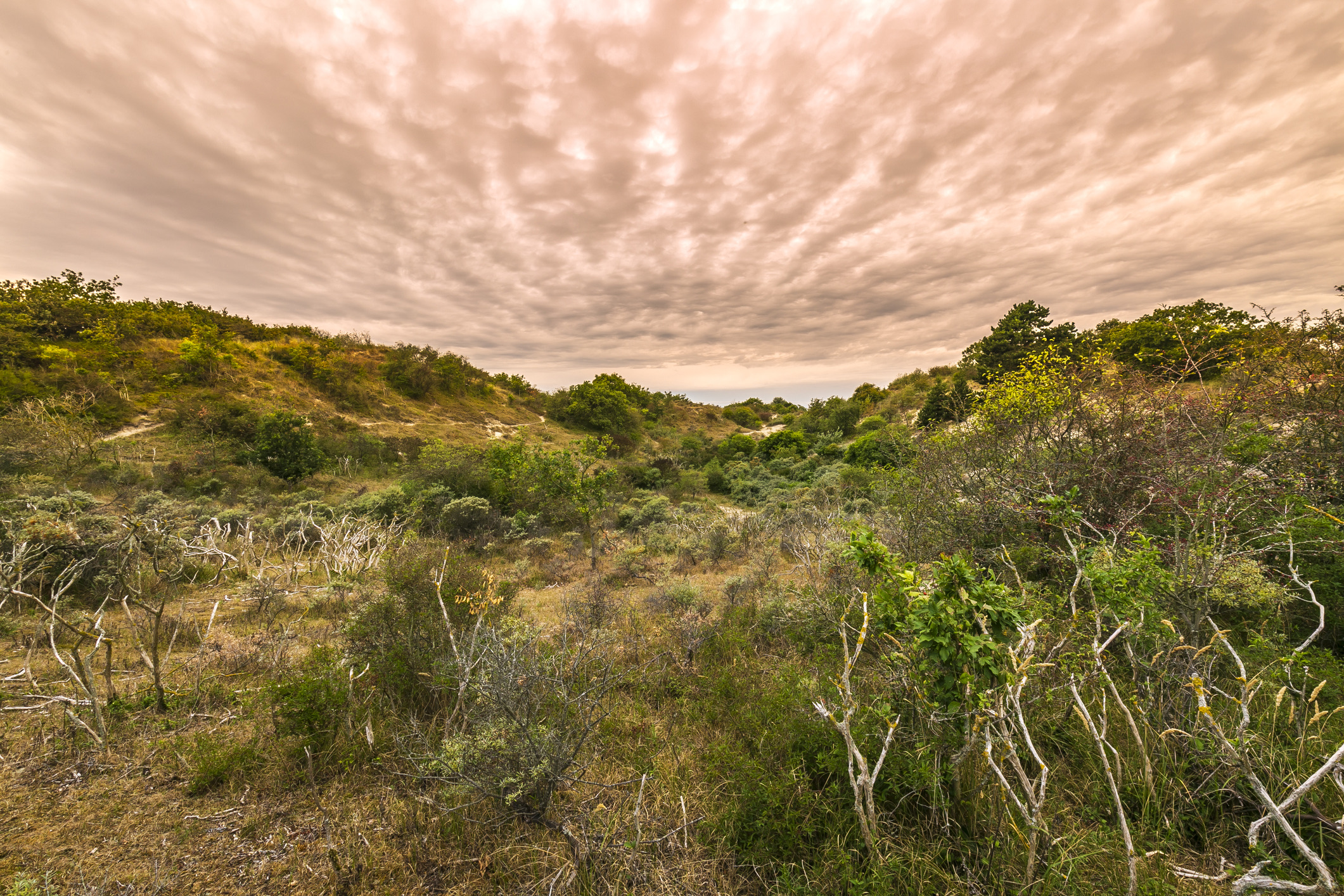In natuurgebied Meijendel groeien bijzondere planten op de schrale zandgrond en in Bezoekerscentrum Dunea leer je meer over de lokale flora en fauna. 