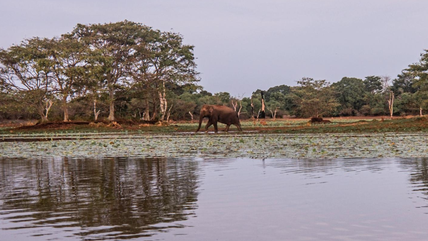 Olifant loopt langs een waterplas in Nationaal Park, Sri Lanka.