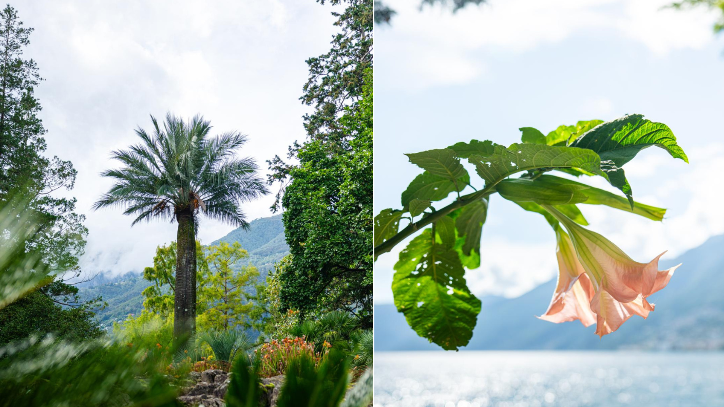 Palmbomen en bloemen in botanische tuin aan Zwitsers meer