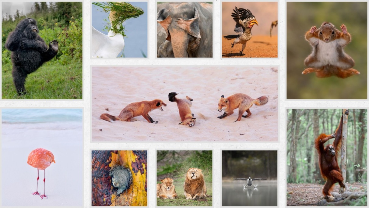 Comedy wildlife awards header