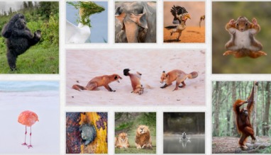 Comedy wildlife awards header