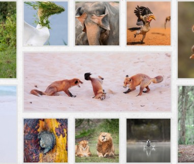 Comedy wildlife awards header