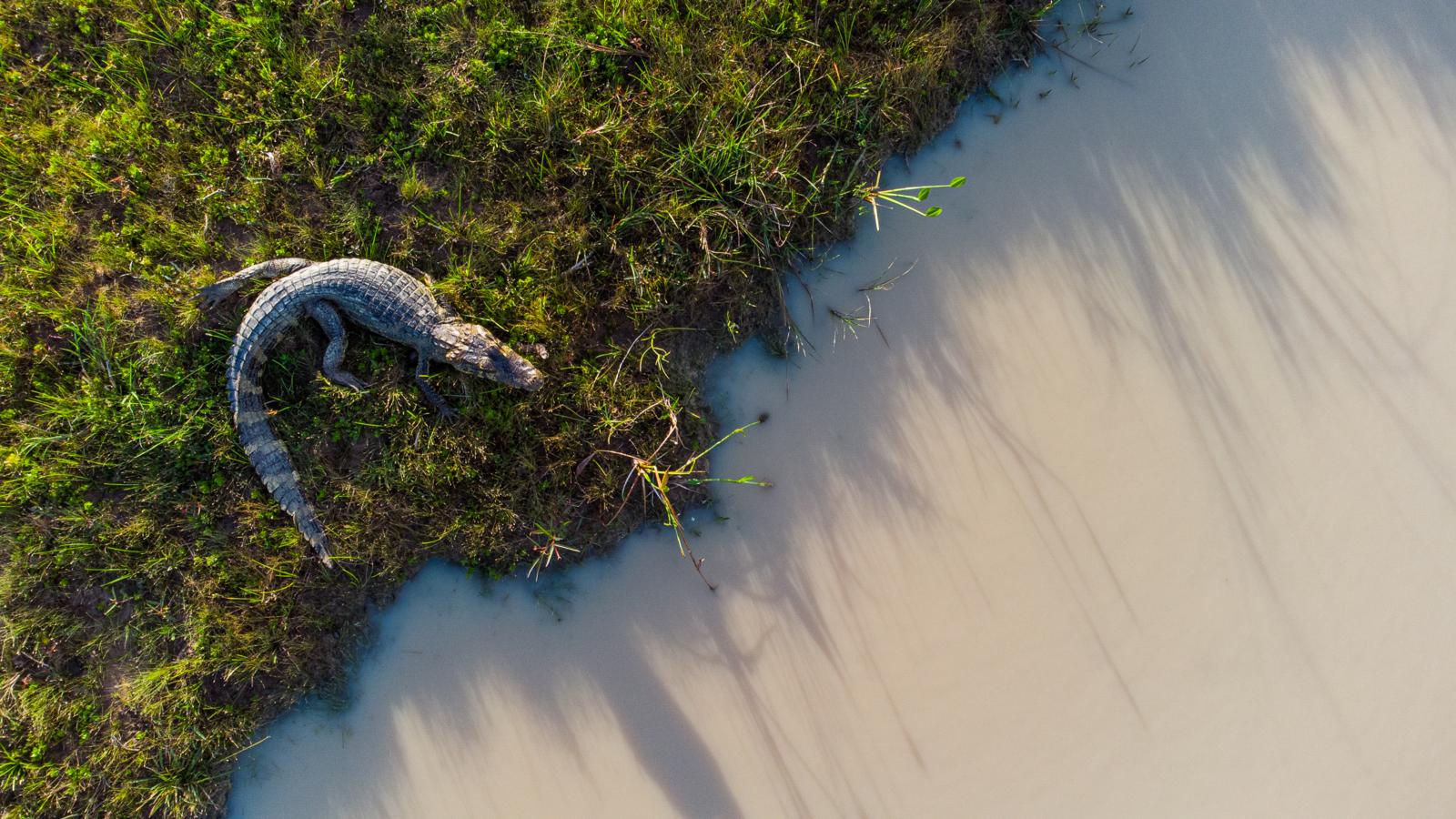 Kaaiman ligt aan de oever van een rivier in de Pantanal, Brazilië.