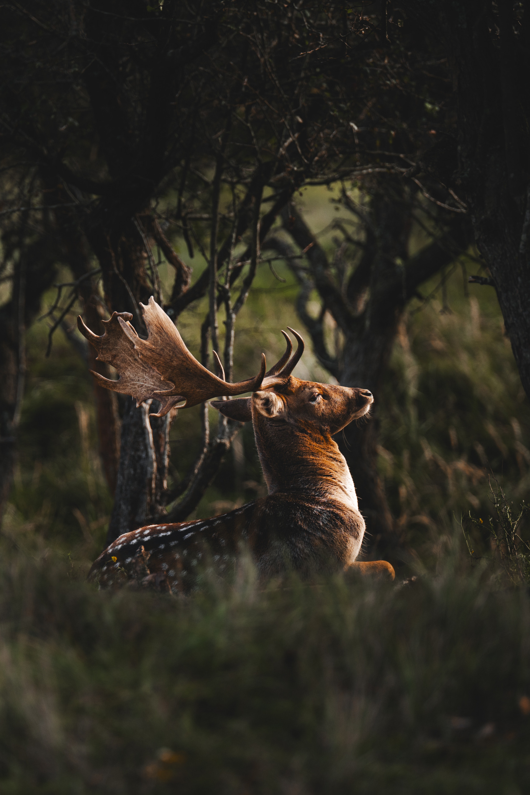 De mooiste seizoensfoto's: Waterleidingduinen, Nederland - door Laura Schepper