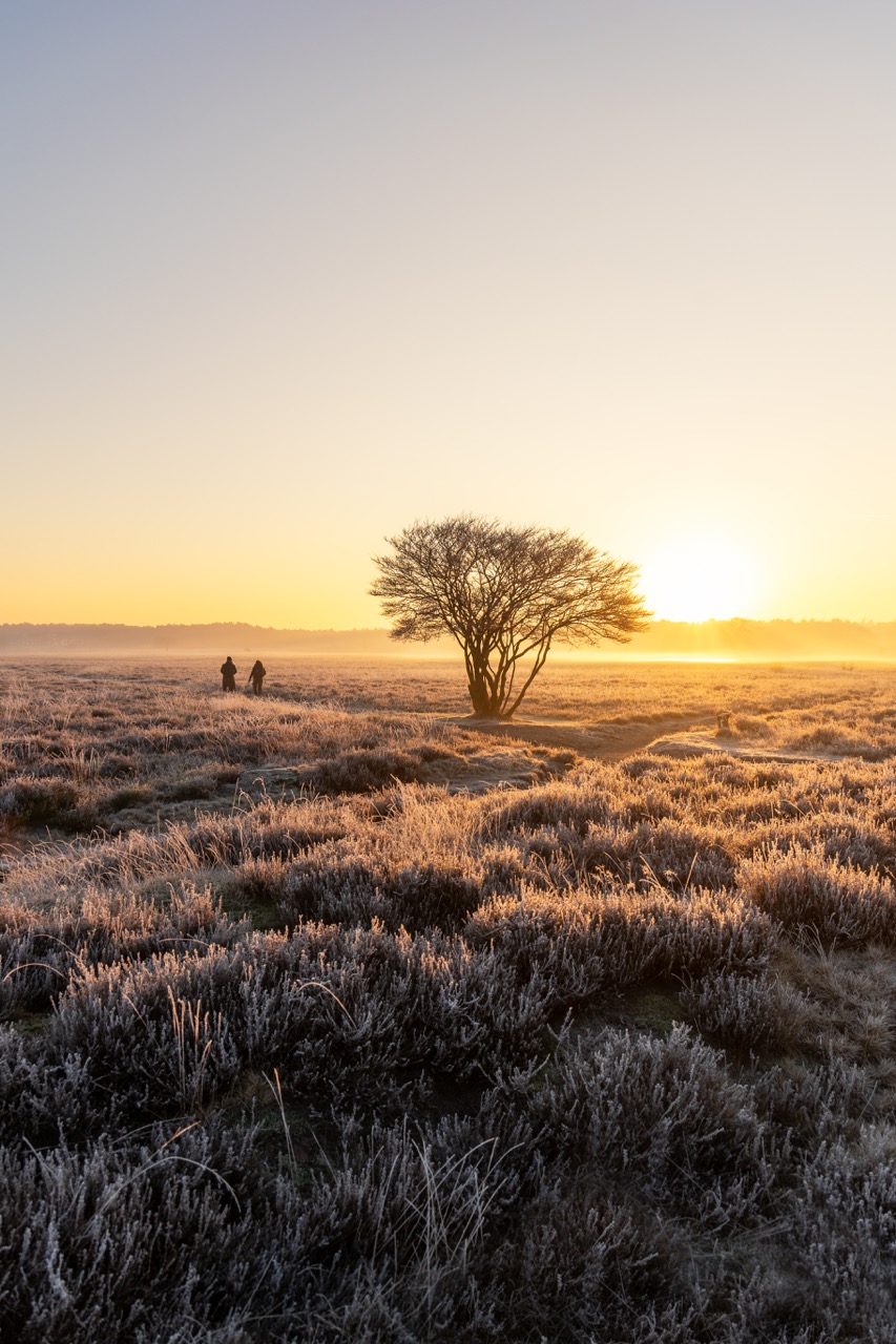 Een wandeling op de Westerheide op een ijskoude dag zorgt voor een mooie bevroren wereld. Ook zie je er bijna altijd Schotse Hooglanders en reeën
