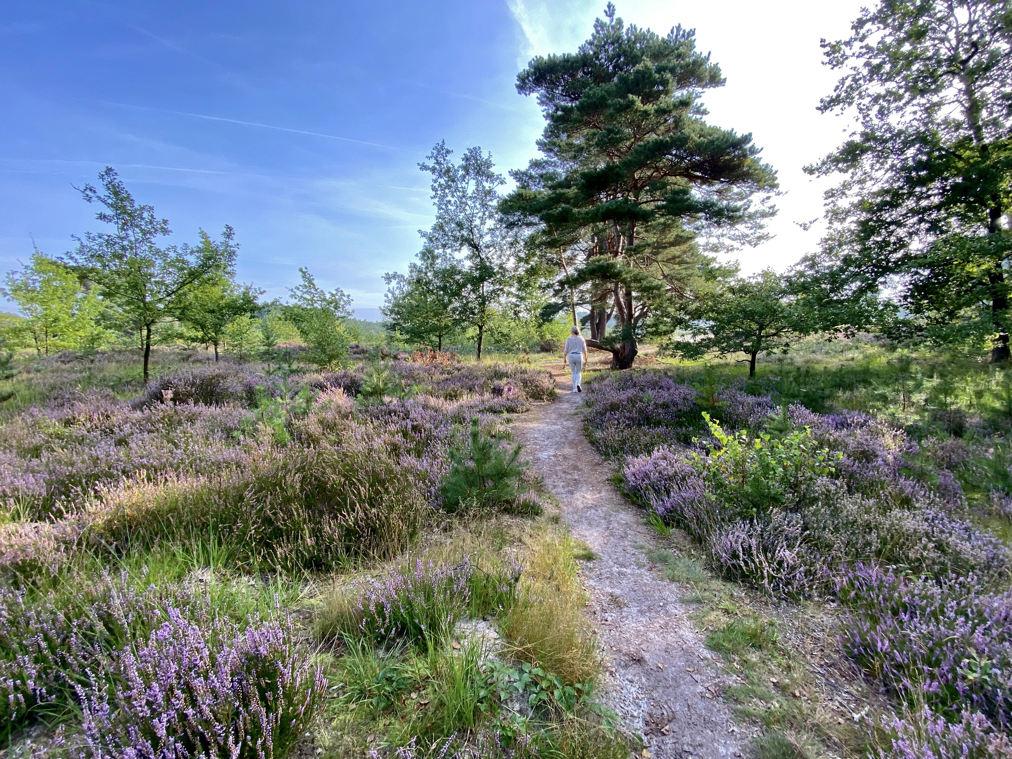 Limburg werd door Nederlandse reizigers verkozen tot de mooiste provincie van het land