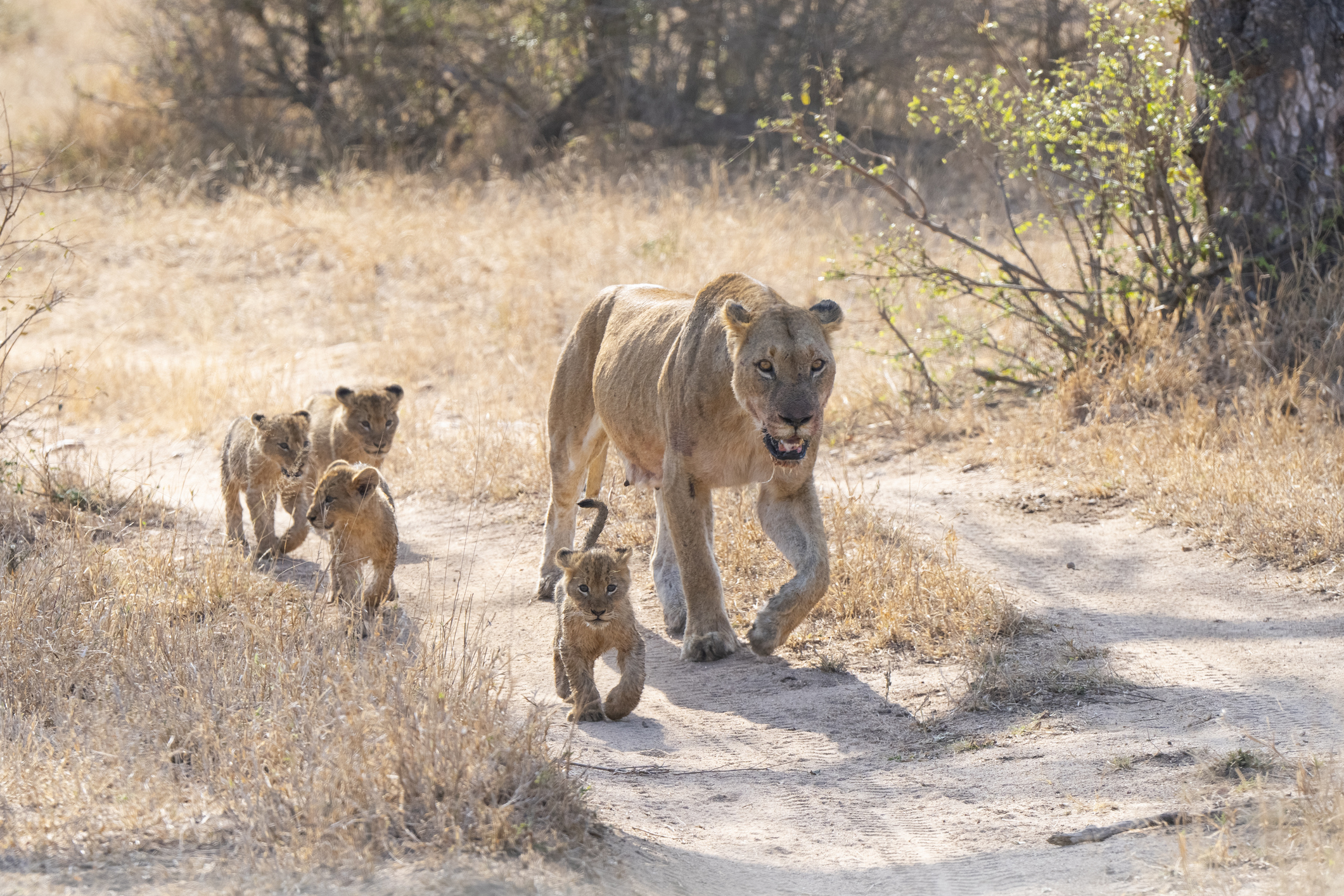 Skyscanner's meest trending bestemmingen 2025: Skukuza, Zuid-Afrika