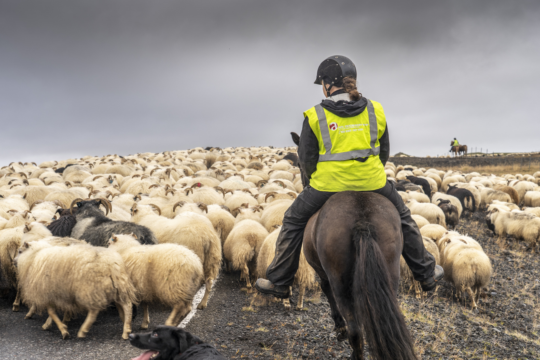 In september keren IJslandse schapen terug uit de bergen. Tijdens de réttir helpen locals bij het bijeenbrengen van de kuddes, en bezoekers zijn welkom. Je hoeft geen herder te zijn, als je maar goede schoenen hebt en een goed humeur.