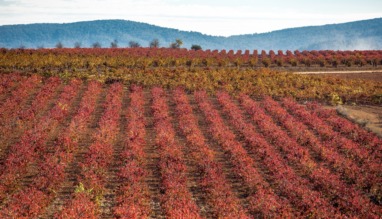Ontdek de top 3 wijnroutes in de regio Valencia
