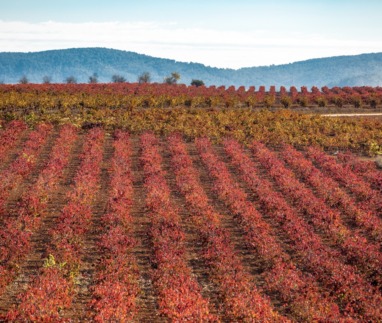 Ontdek de top 3 wijnroutes in de regio Valencia