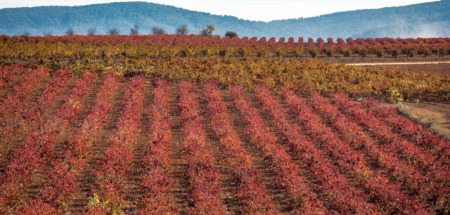 Ontdek de top 3 wijnroutes in de regio Valencia