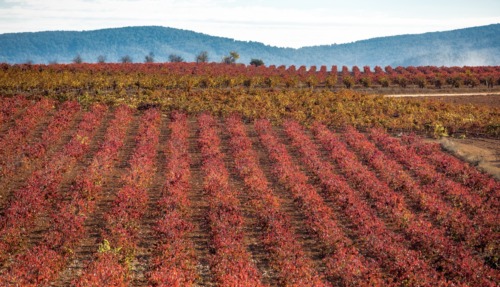 Ontdek de top 3 wijnroutes in de regio Valencia