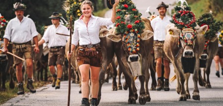 Tijdens het Almabtrieb in Oostenrijk worden de koeien versierd en feestelijk onthaald in het dorp