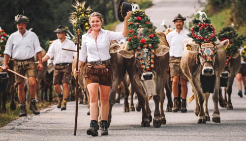 Tijdens het Almabtrieb in Oostenrijk worden de koeien versierd en feestelijk onthaald in het dorp