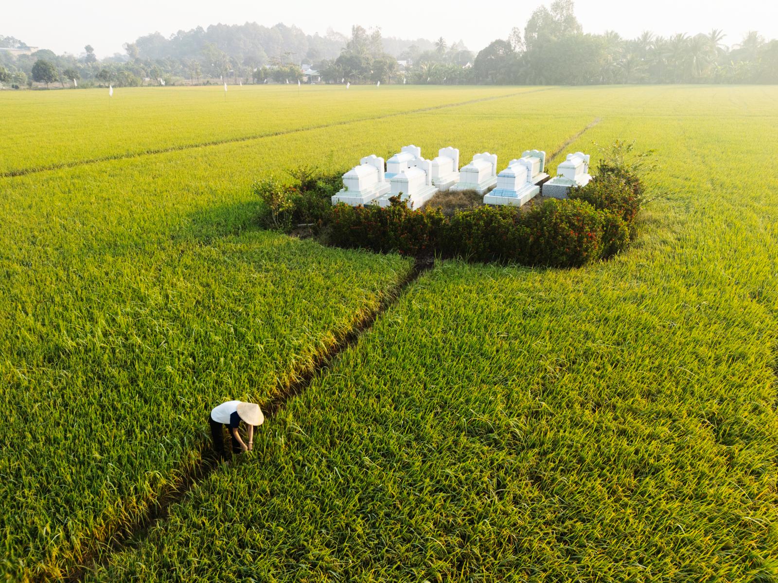 Boer in rijstveld met wit familiegraf op Tiger Island in An Giang in de Mekongdelta van Vietnam