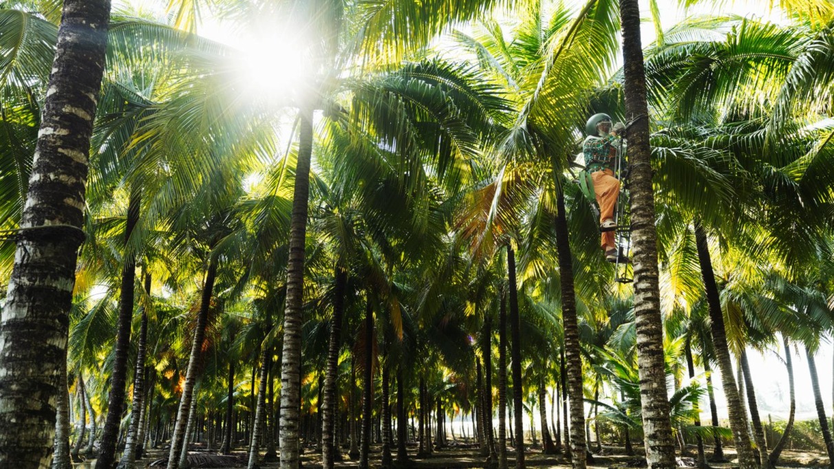 Palmbos in het Trà Su-cajeputbos in de Mekongdelta, met een lokale werker die een palmboom beklimt