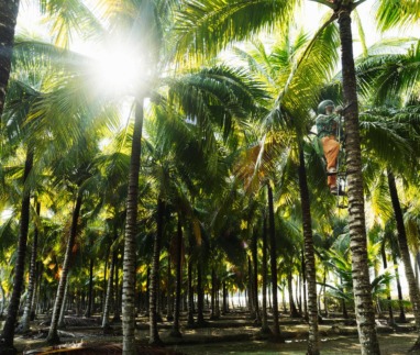 Palmbos in het Trà Su-cajeputbos in de Mekongdelta, met een lokale werker die een palmboom beklimt