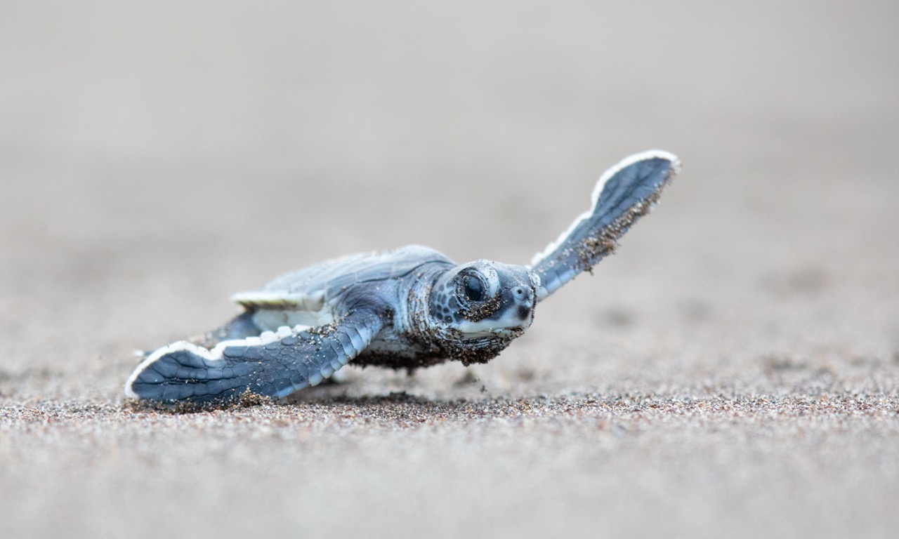 Jonge zeeschildpad kruipt over het strand richting de oceaan in Costa Rica.