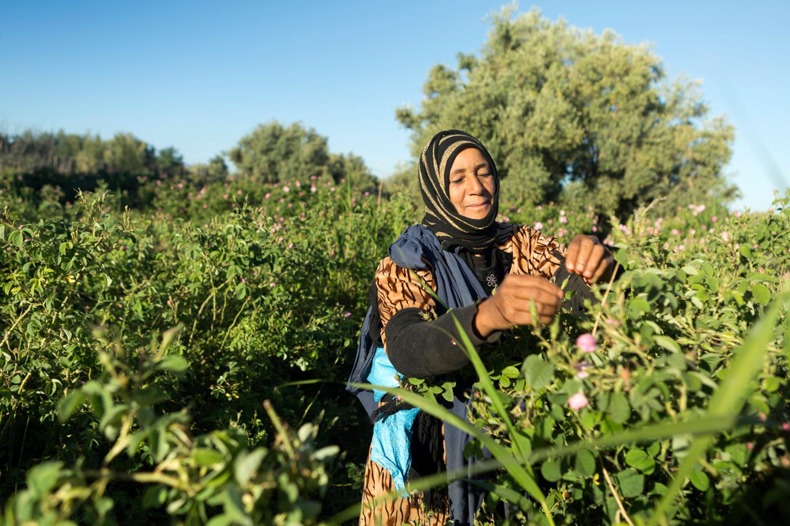 Vrouw oogst planten in een groen, bloeiend landschap in Marokko.