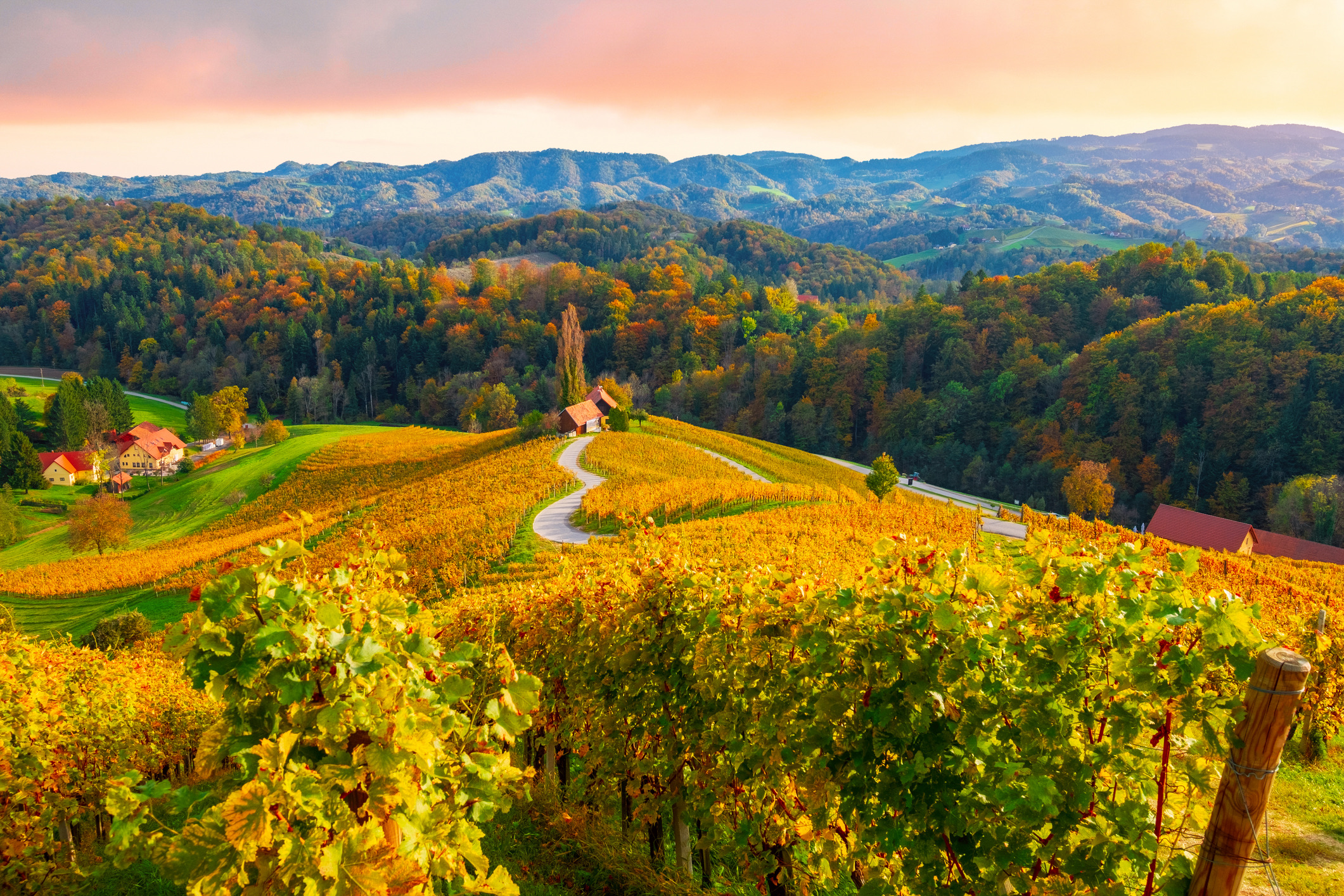 Glooiende wijngaarden en bossen in herfstkleuren in Slovenië bij zonsondergang.