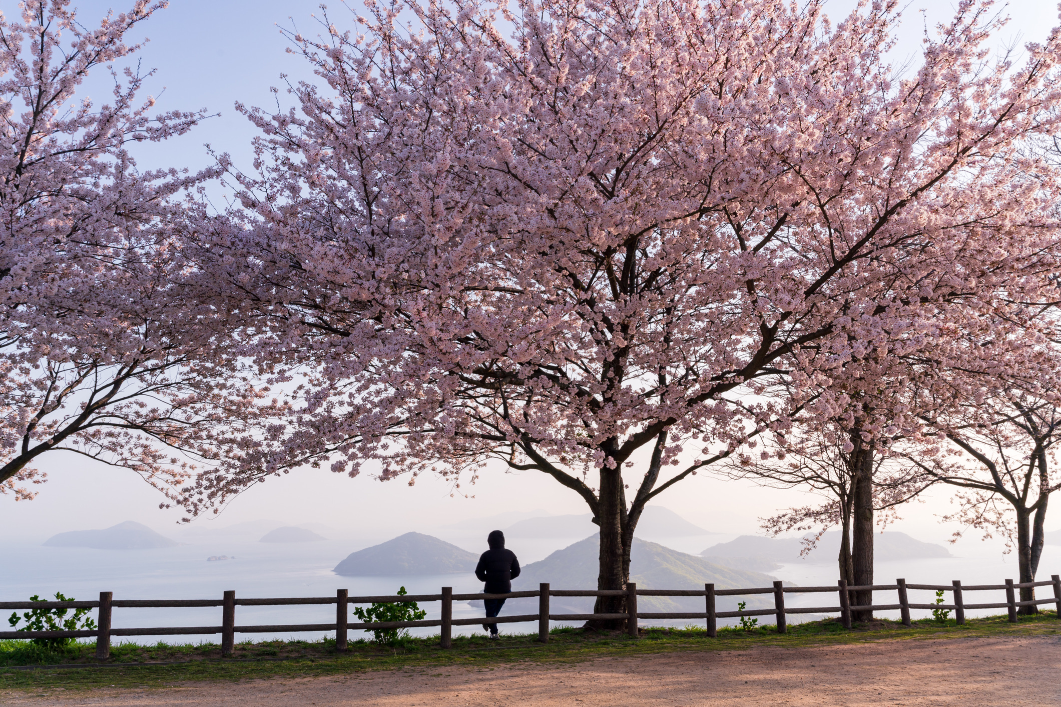 Persoon wandelt langs bloeiende kersenbomen met uitzicht op zee en eilanden in Japan.