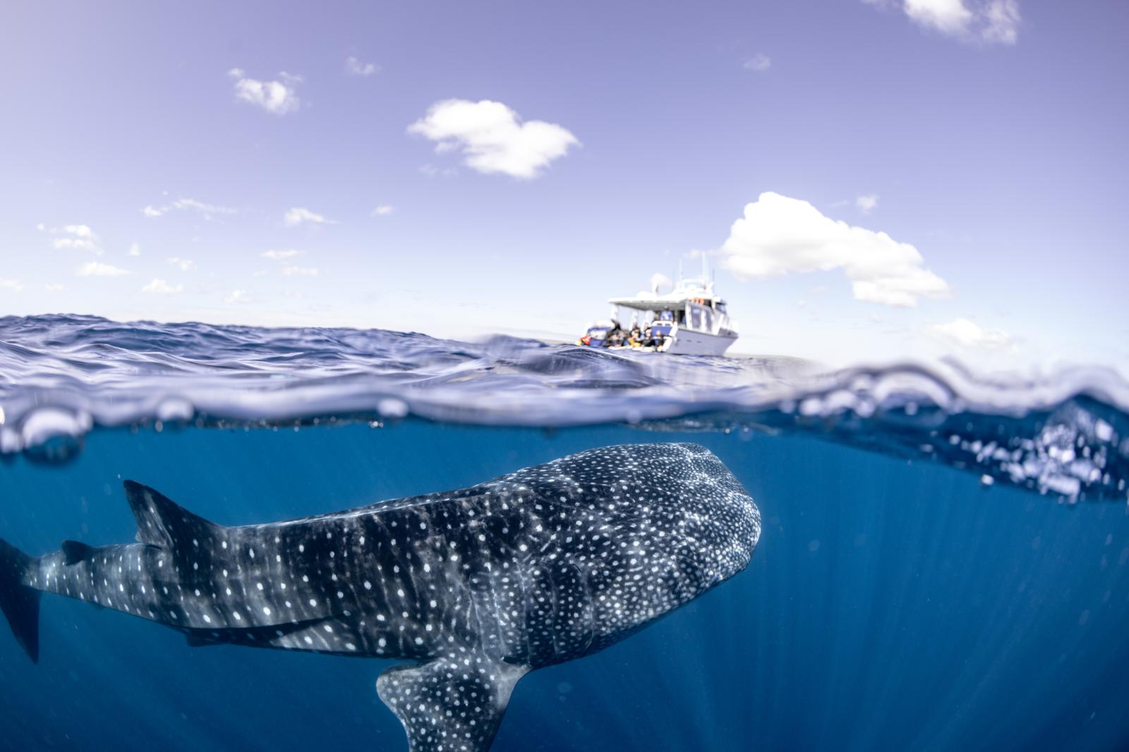 Walvishaai zwemt net onder het wateroppervlak met een boot op de achtergrond in zee bij Australië.