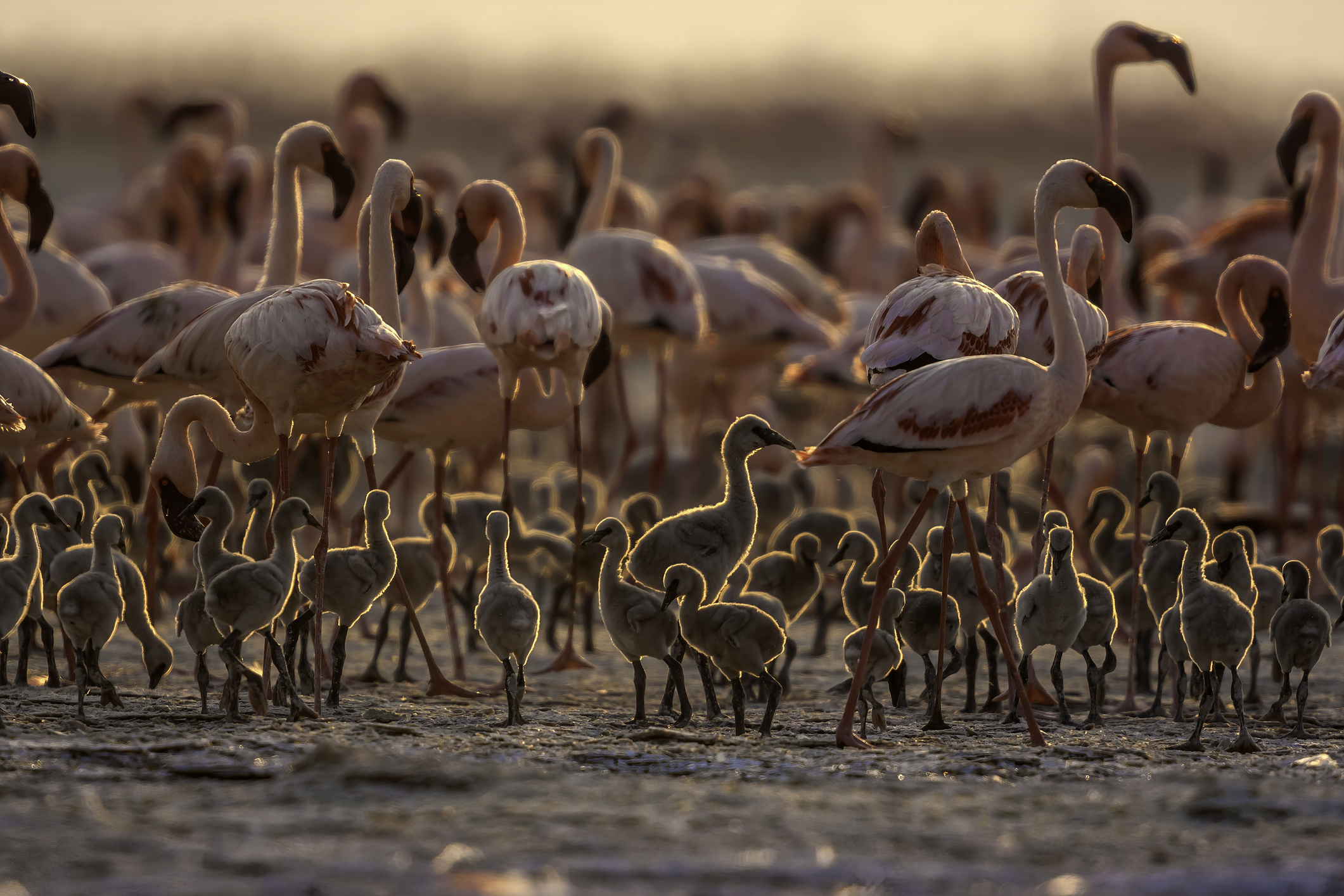 Groep flamingo’s met jonge kuikens bij warm avondlicht in Kenia.