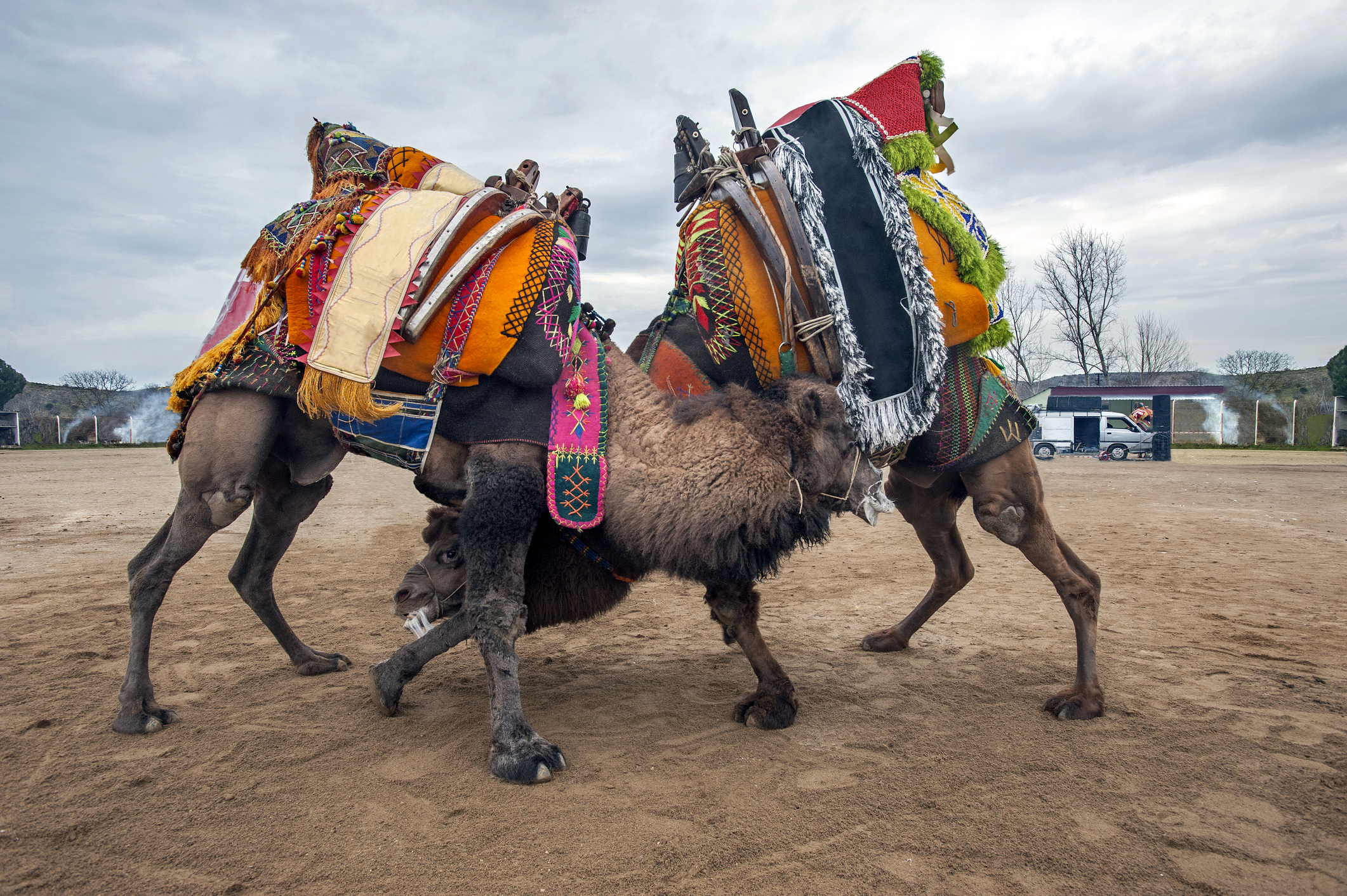 Het Kamelenworstelfestival, dat elke winter op talloze plekken in West- en Zuid-Turkije wordt gehouden, is een viering van de Yörüks-cultuur. De nomadische Turken zijn van oudsher afhankelijk van kamelen. Tijdens het festivalweekend gaan mannelijke herkauwers elkaar geweldloos te lijf. 