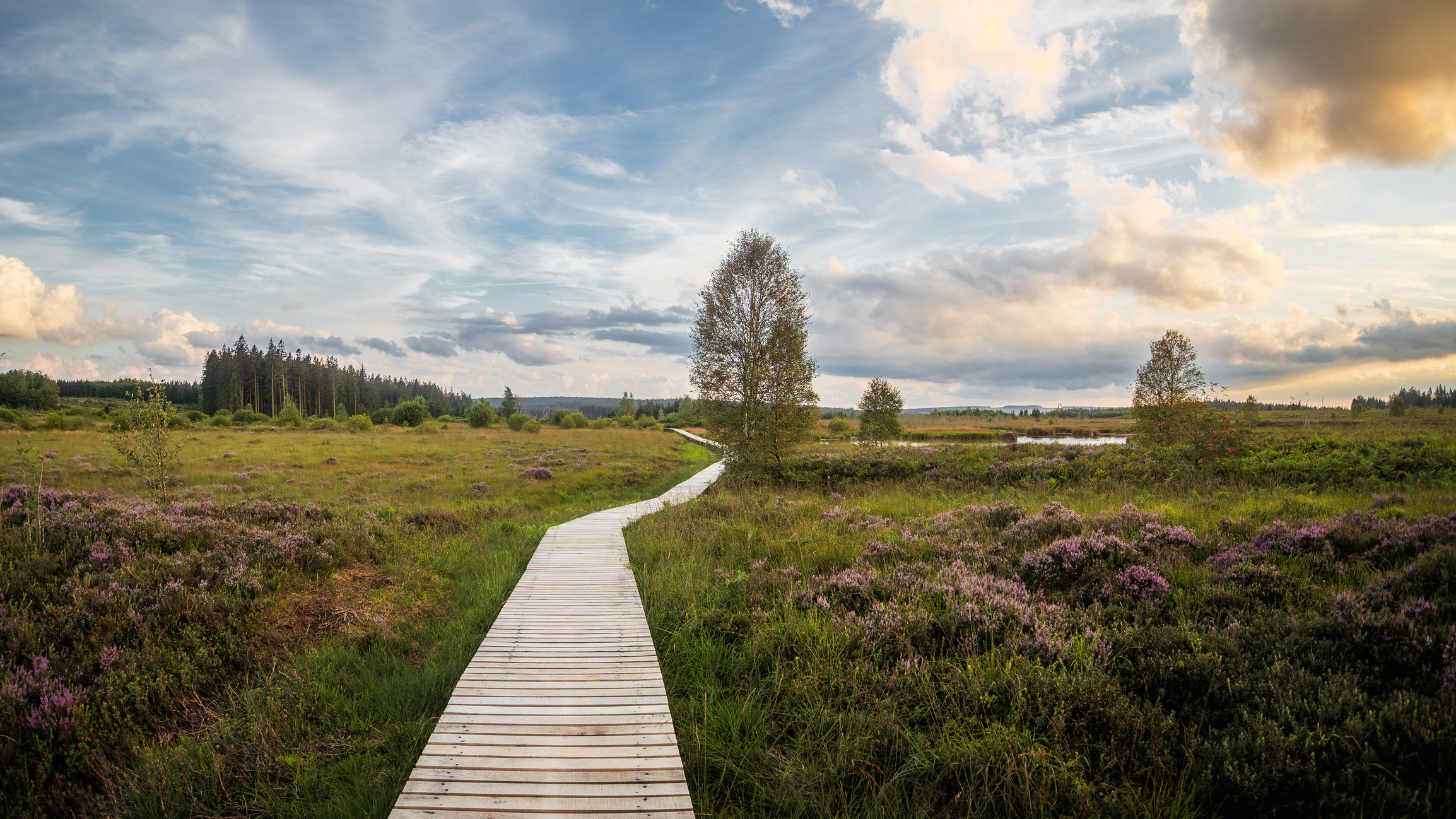 In het oosten van België, vlak bij de Nederlandse grens, ligt het ruige veenlandschap van de Hoge Venen. Hier loopt de Venntrilogie, een meerdaagse wandelroute die je in drie lussen door een van de meest ongerepte natuurgebieden van de Benelux voert.