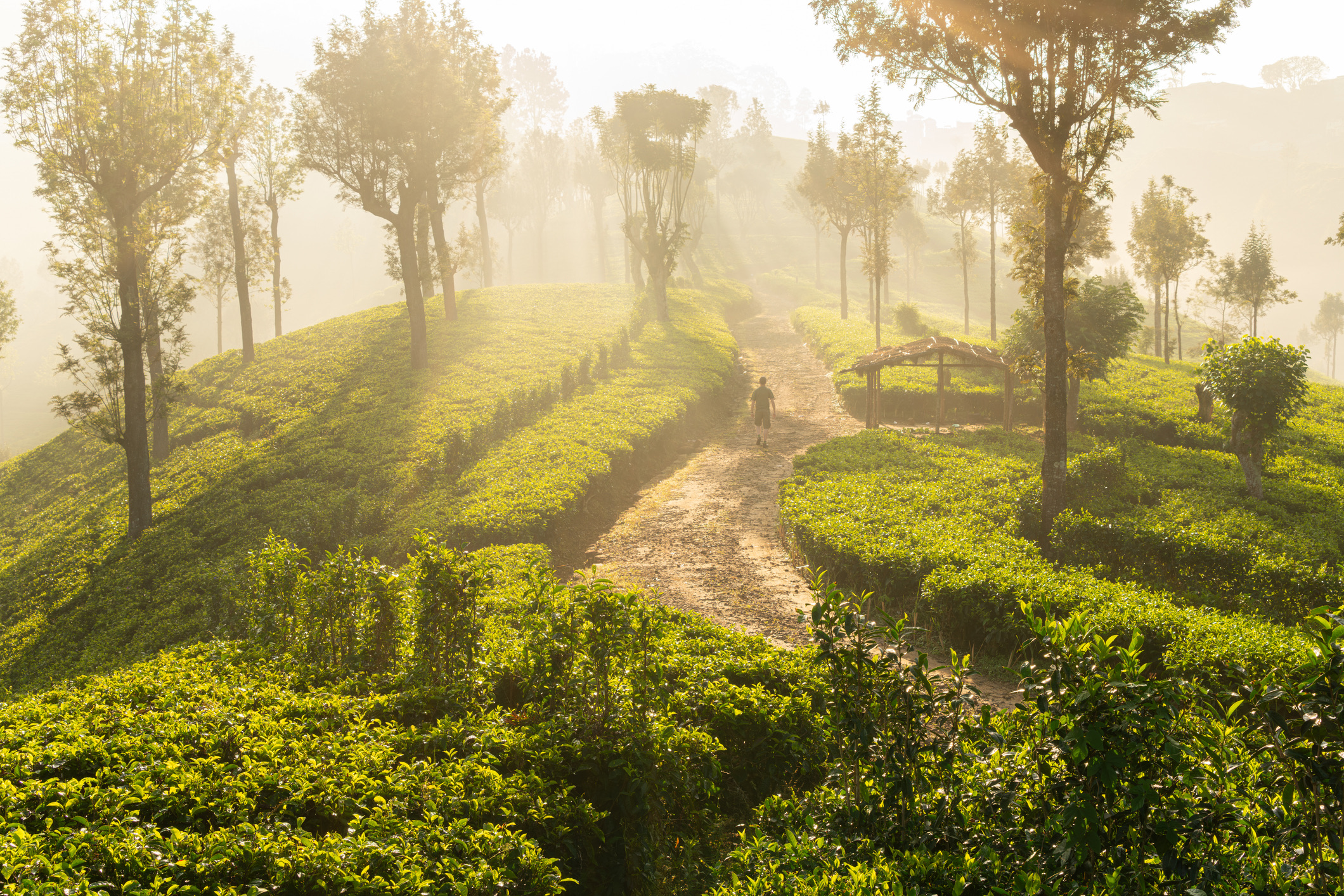wie uitstapt vóór of ná Ella, bijvoorbeeld bij Haputale of Bandarawela, merkt hoe snel de drukte verdwijnt. In de hoger gelegen dorpen wandel je over oude spoorlijnen en dorpspaden tussen theevelden en eucalyptusbossen, ver weg van de fotospots. 