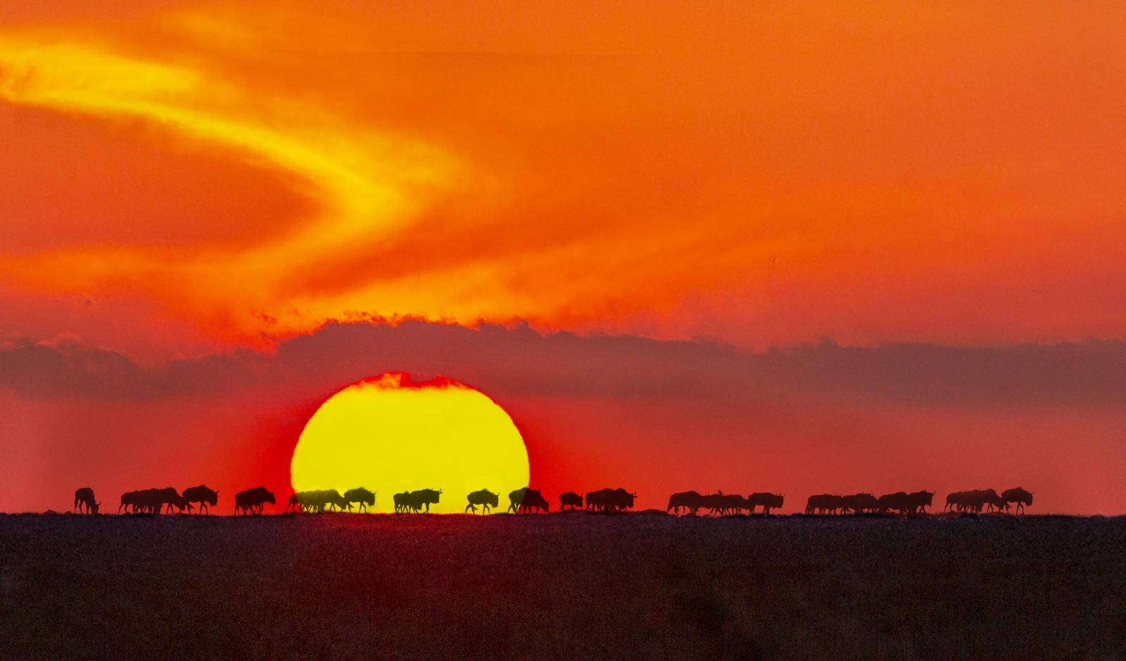 Silhouet van een kudde wilde dieren tegen een ondergaande zon in Zambia.