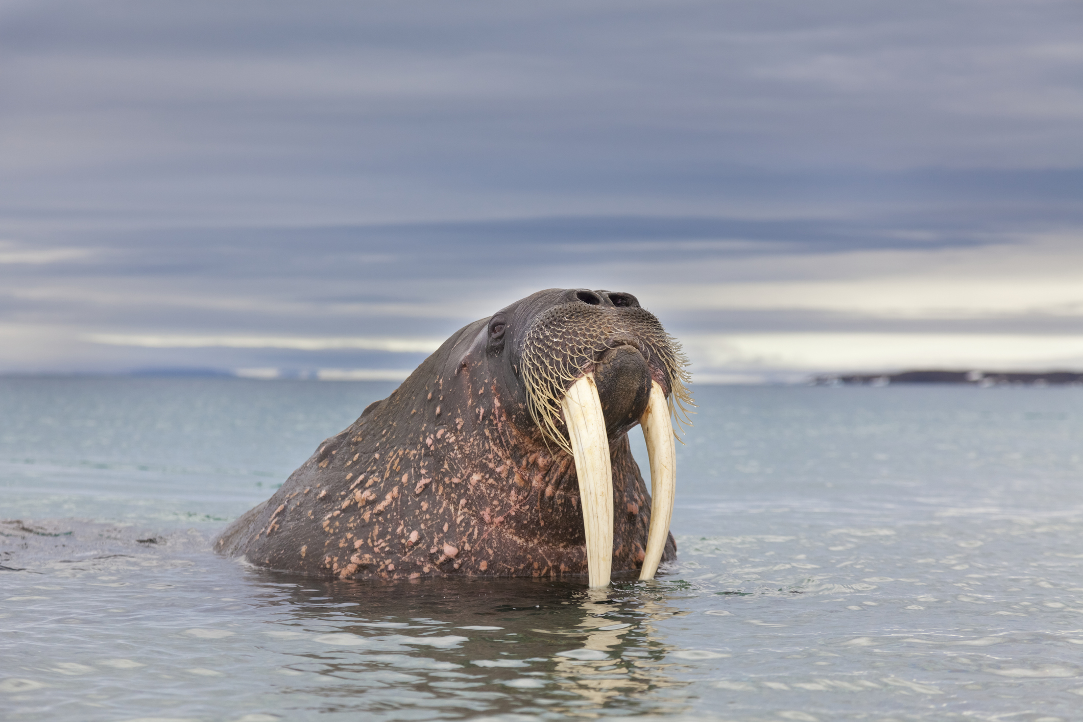 Walrus met lange slagtanden in ondiep water langs de kust van Spitsbergen.