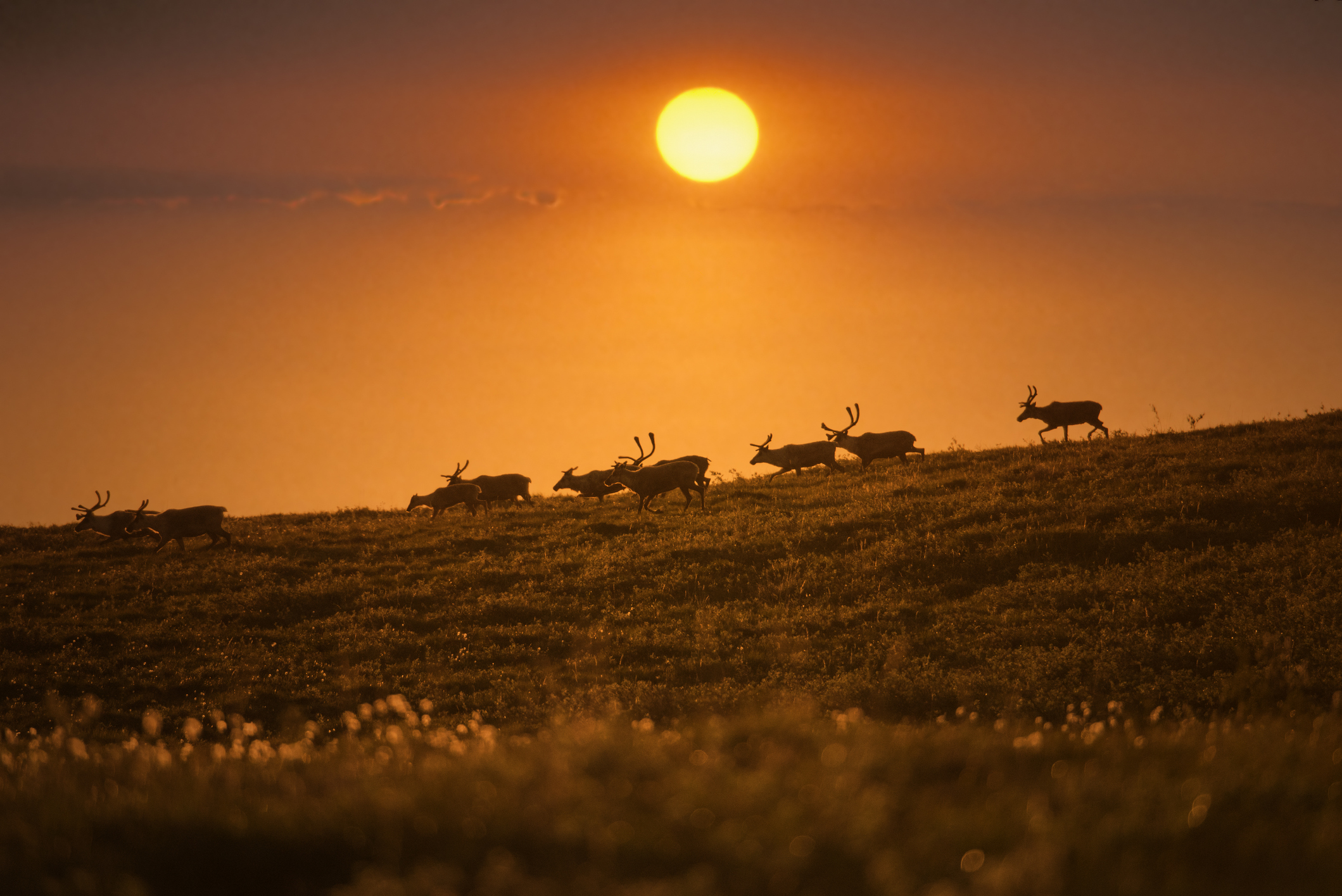 Silhouetten van rendieren op de Alaskaanse toendra tijdens een gouden zonsondergang in de herfst.