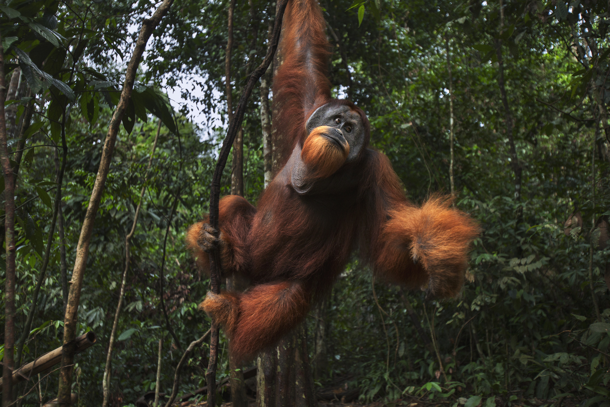 Op het Indonesische eiland Sumatra start je reis vrijwel altijd in Medan. Het eiland is veel ruiger en aanzienlijk minder ontwikkeld dan Bali, waardoor het zowel een avontuurlijke als een voordelige keuze is. 