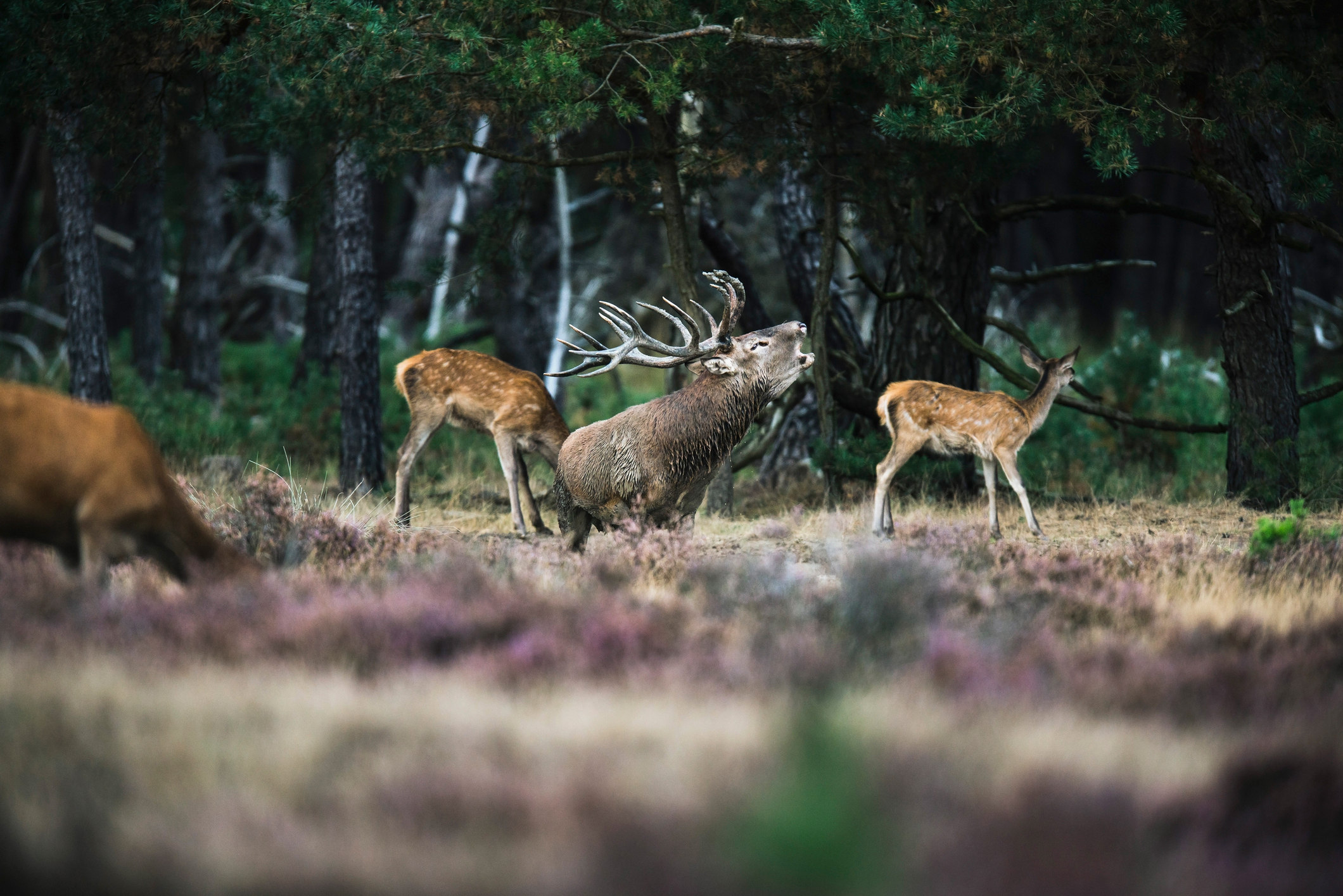 Burlend edelhert met harem in heide en bos tijdens de bronst in Nederland.