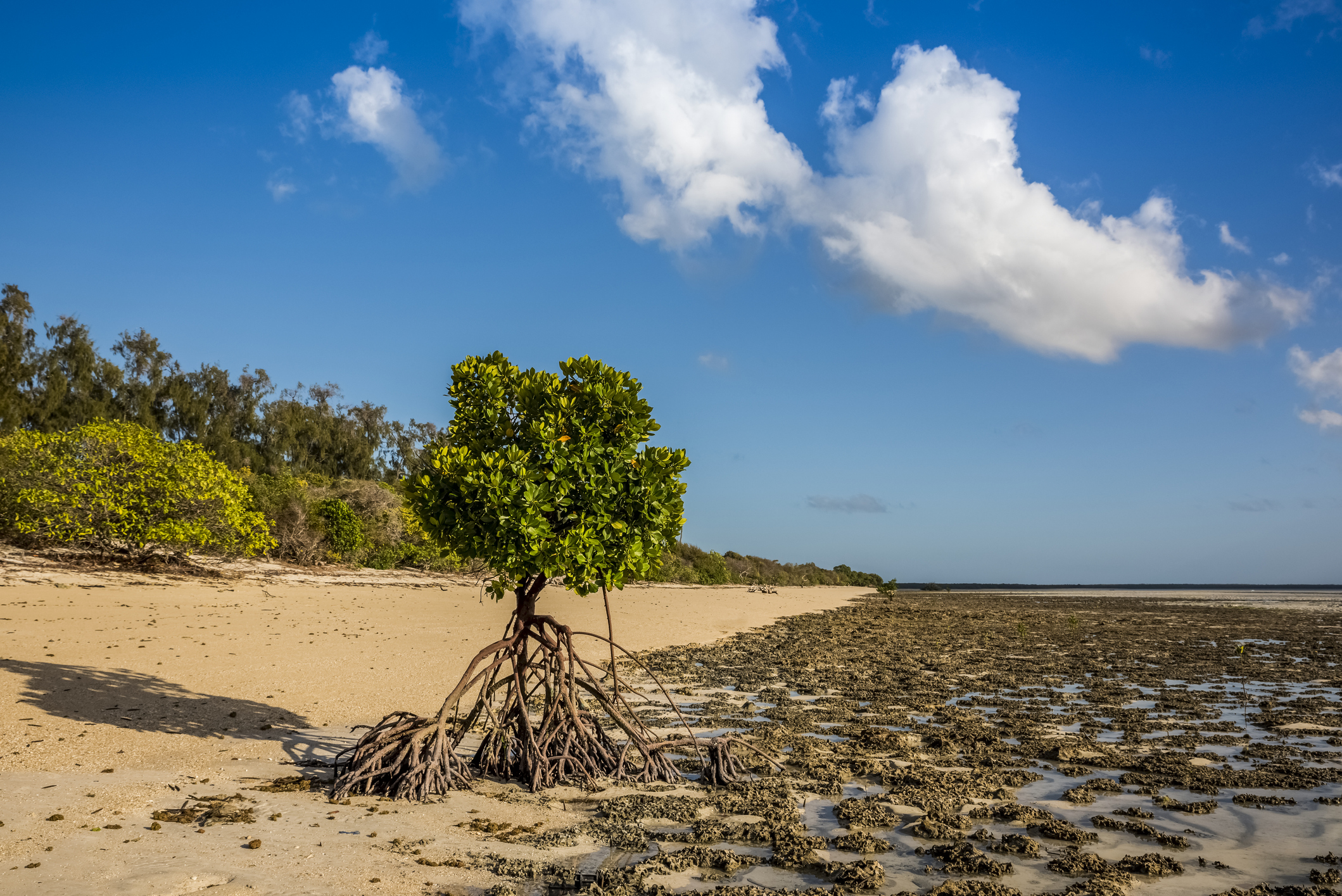 Ga wadlopen in de Indische Oceaan aan de kust van Mozambique