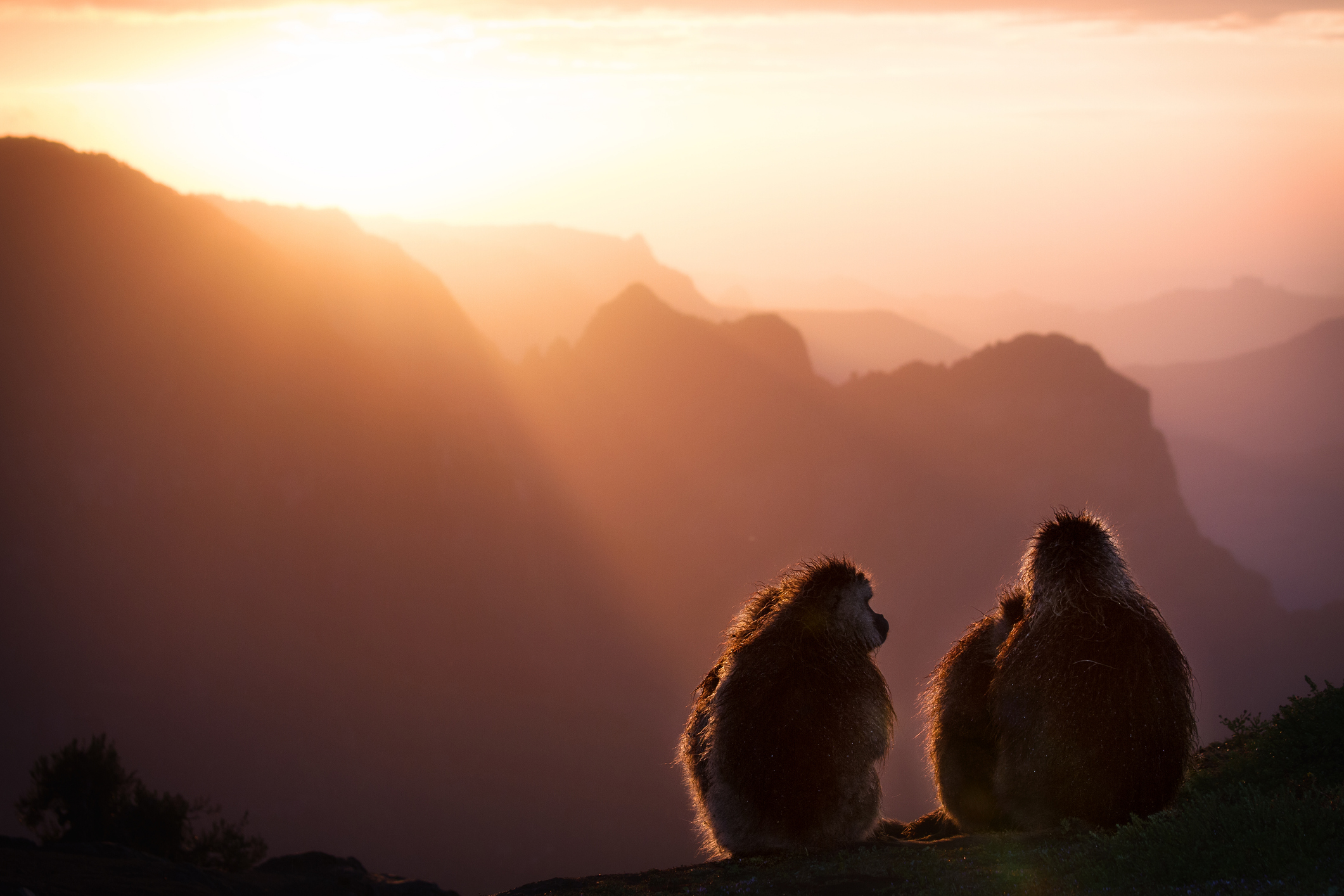 zelfs op de populairste routes van de Simien Mountains in Ethiopie deel je het landschap eerder met herders en gelada-bavianen dan met andere reizigers.