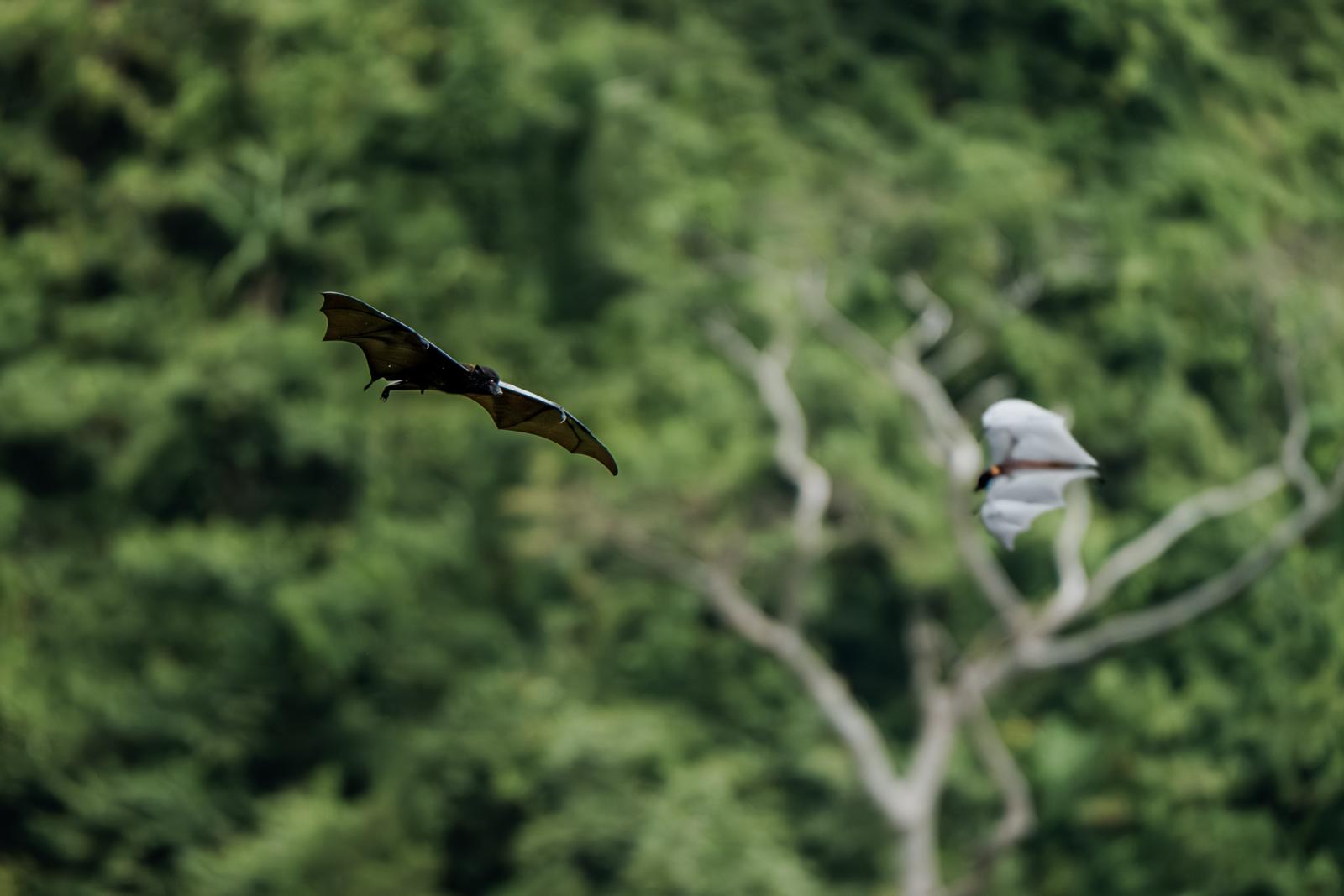 Twee Livingstone-vleerhonden vliegen boven het regenwoud van Mohéli in de Comoren