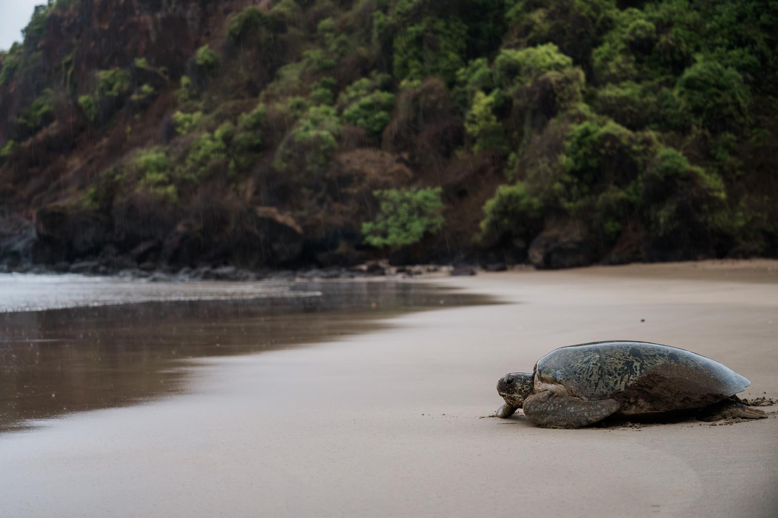 Zeesschildpad op een verlaten strand van Mohéli in de Comoren