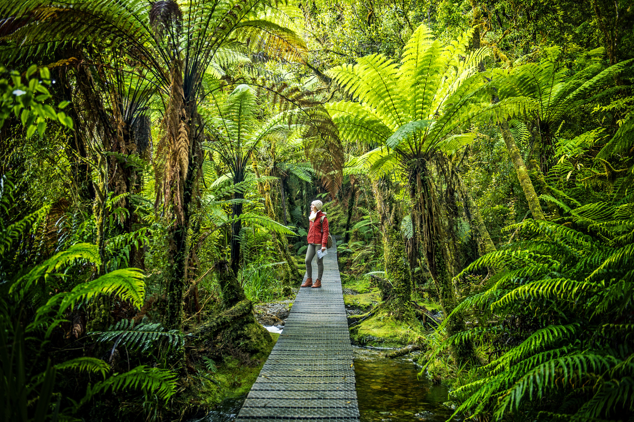 Vrouw wandelt over voetbrug door varenwoud in Nieuw-Zeeland