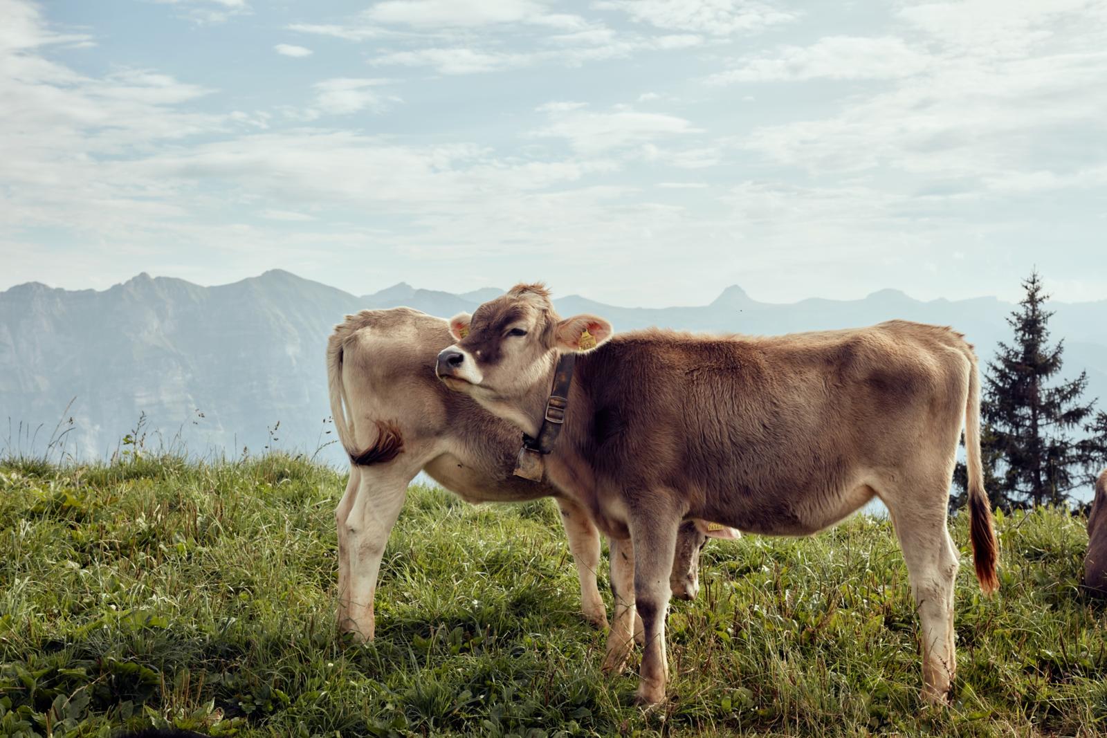 Twee koeien staan op een groene alpenweide met bergen op de achtergrond