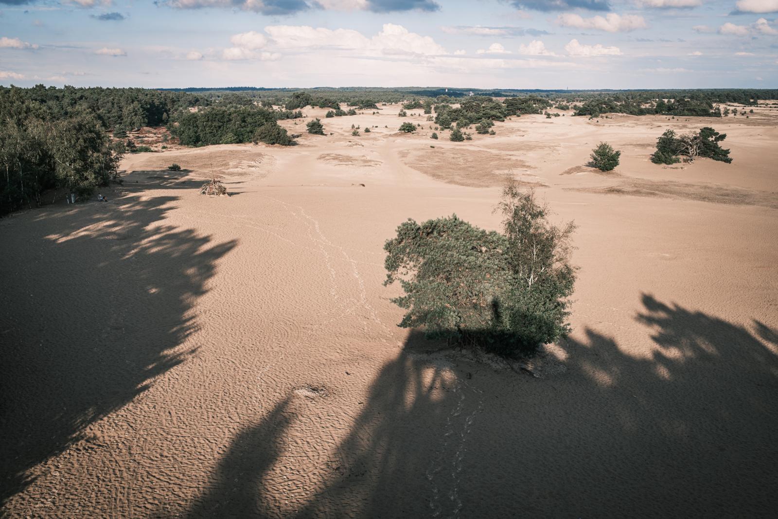 Uitgestrekt stuifzandlandschap met verspreide bomen in Kootwijkerzand op de Veluwe.