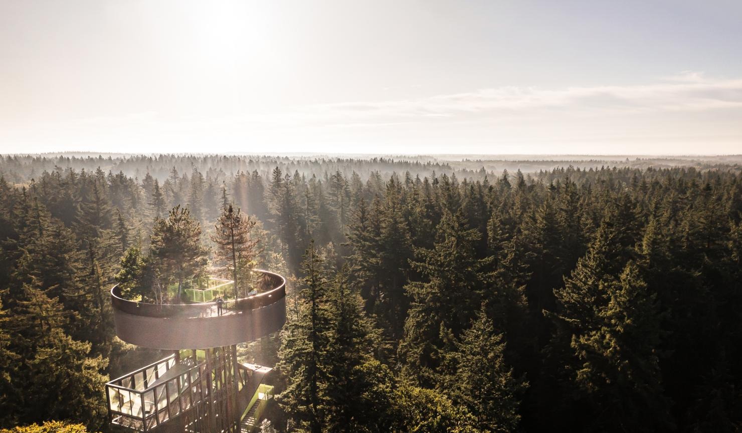 Uitzichttoren in het Speulderbos boven dicht naaldbos bij zonsopkomst.