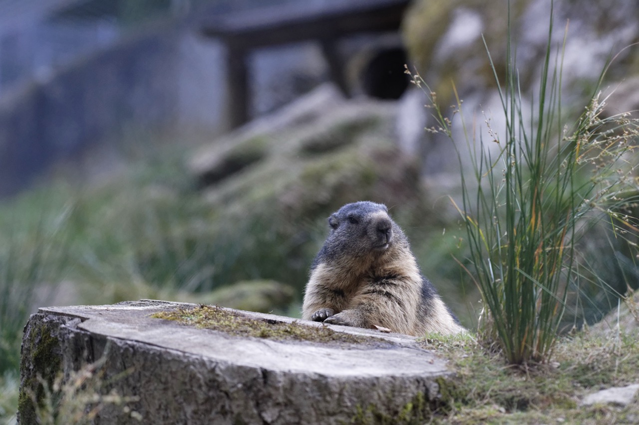 In het dennen- en lariksenbos van Zoo des Marécottes sta je oog in oog met dieren die in de Alpen leven of er ooit hebben geleefd, waaronder vossen, marmotten, wolven en lynxen.